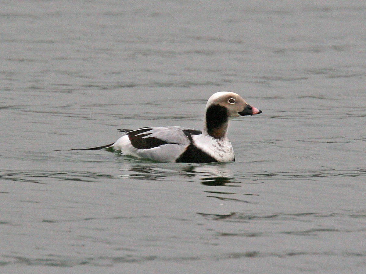 Long-tailed Duck - ML618289038