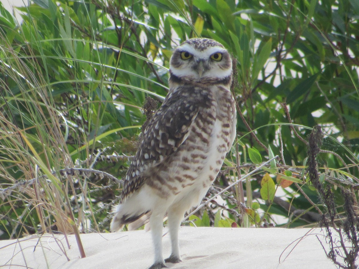 Burrowing Owl - ML618289047