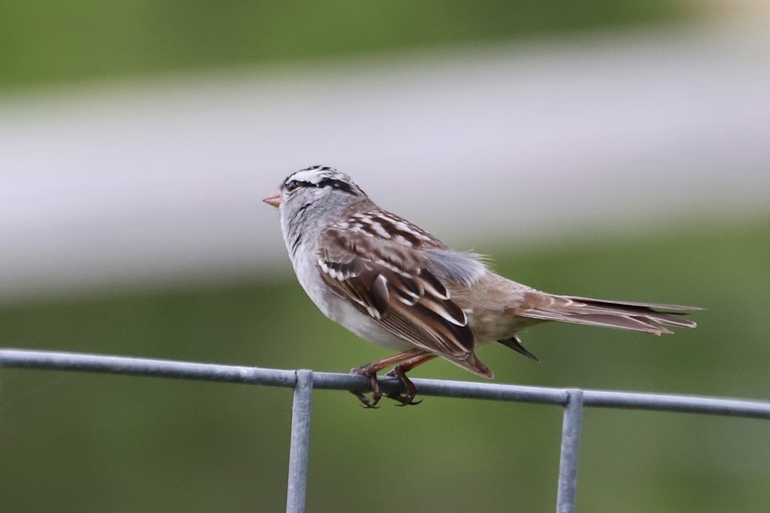 White-crowned Sparrow - ML618289052