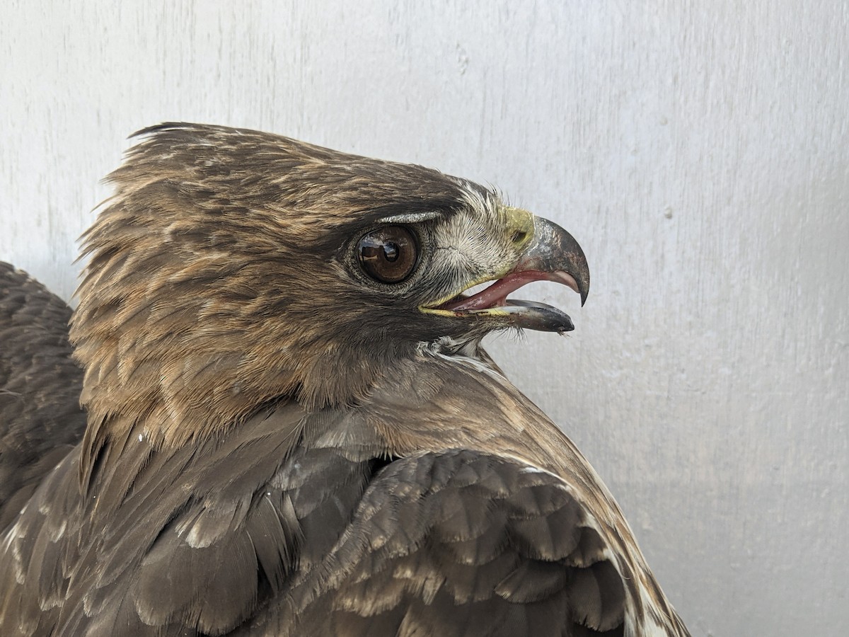 Red-tailed Hawk (abieticola) - ML618289060