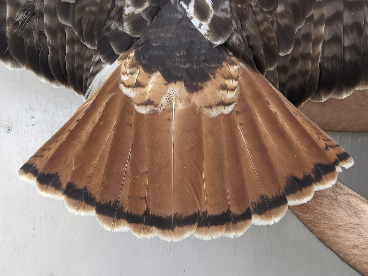 Red-tailed Hawk (abieticola) - ML618289061