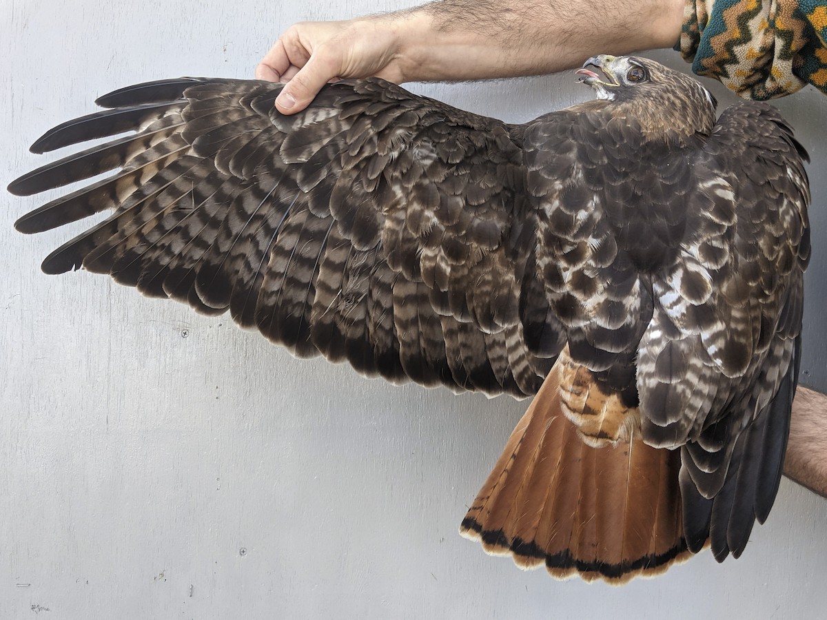 Red-tailed Hawk (abieticola) - ML618289066