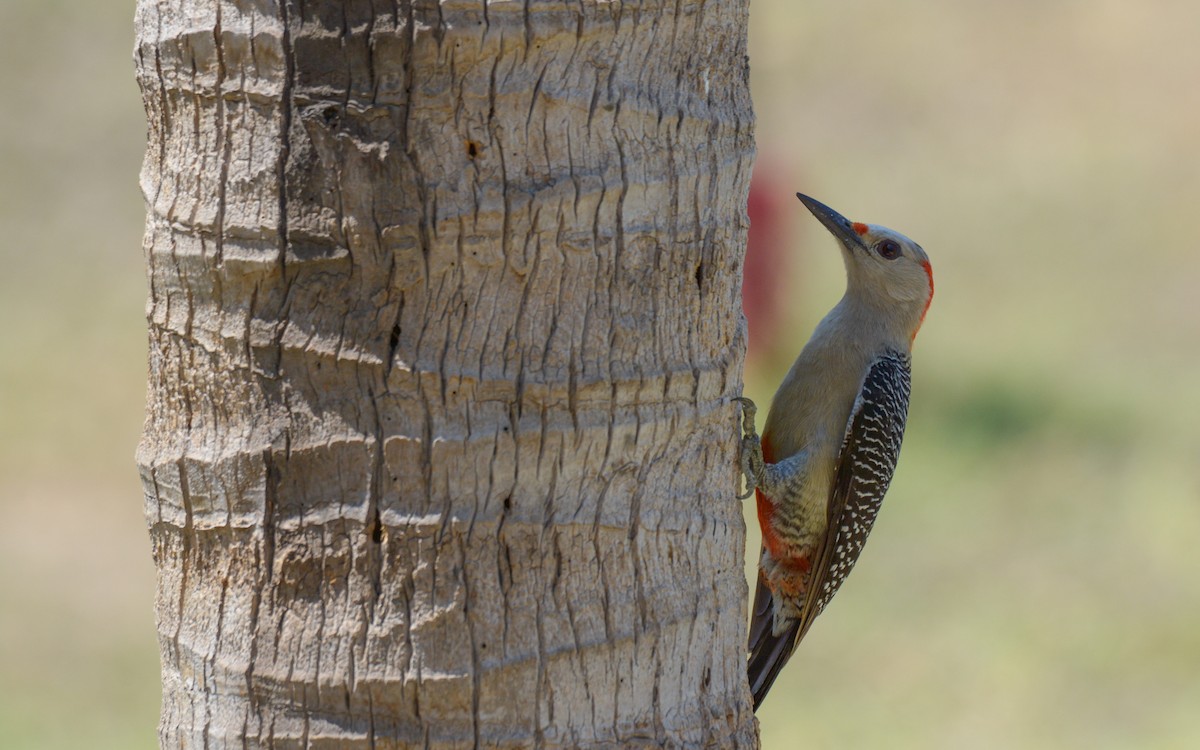 Golden-fronted Woodpecker (Velasquez's) - ML618289085