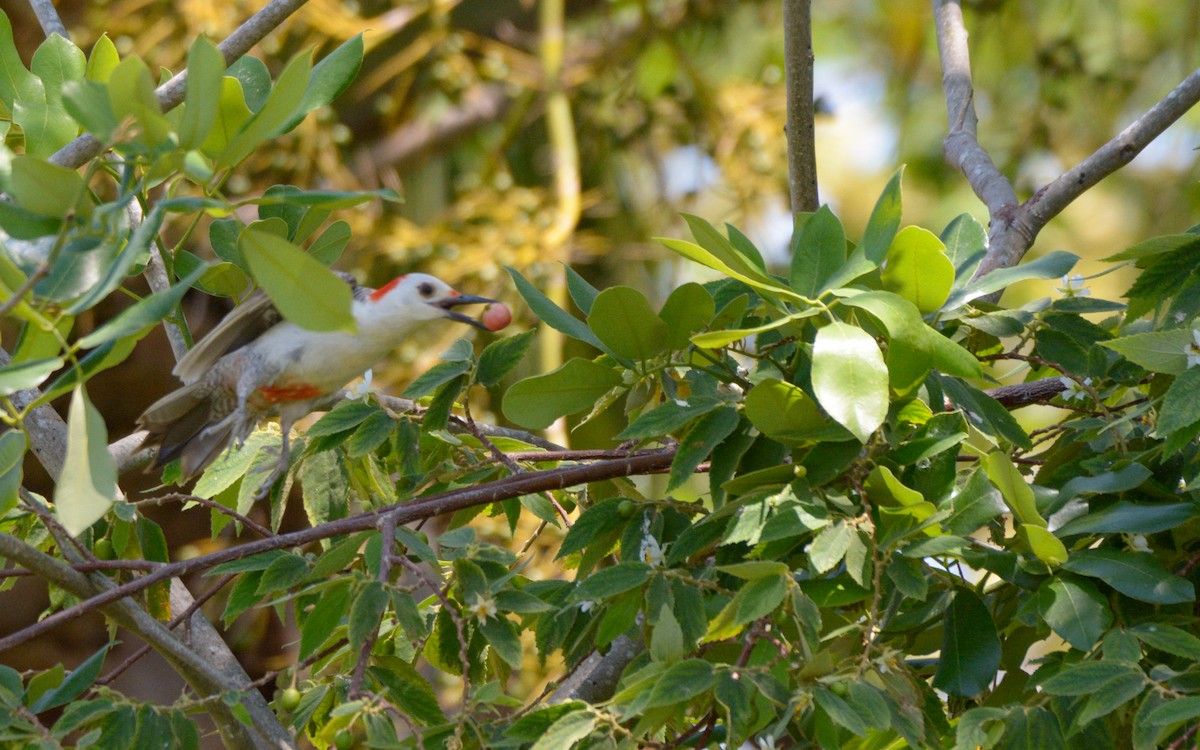 Golden-fronted Woodpecker (Velasquez's) - ML618289089