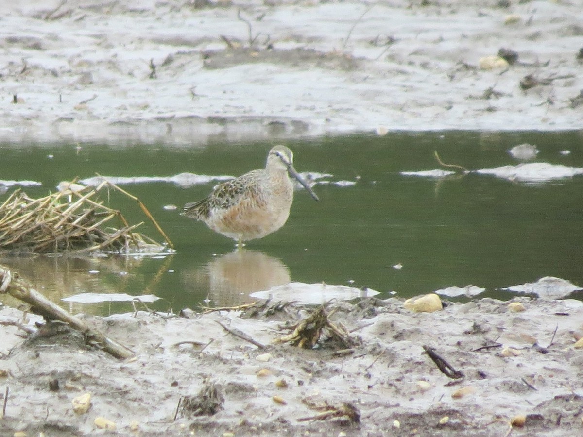Long-billed Dowitcher - ML618289101