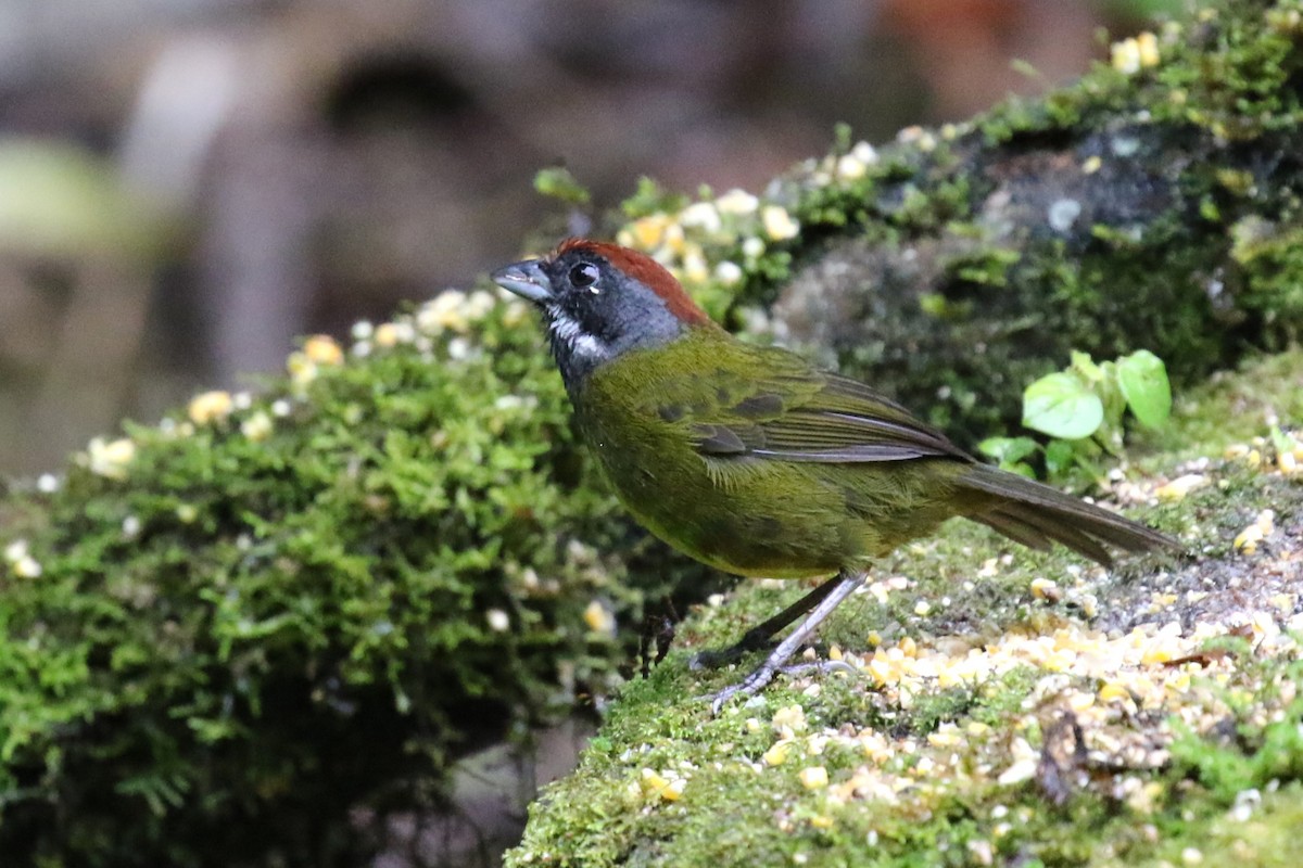 Sooty-faced Finch - ML618289107