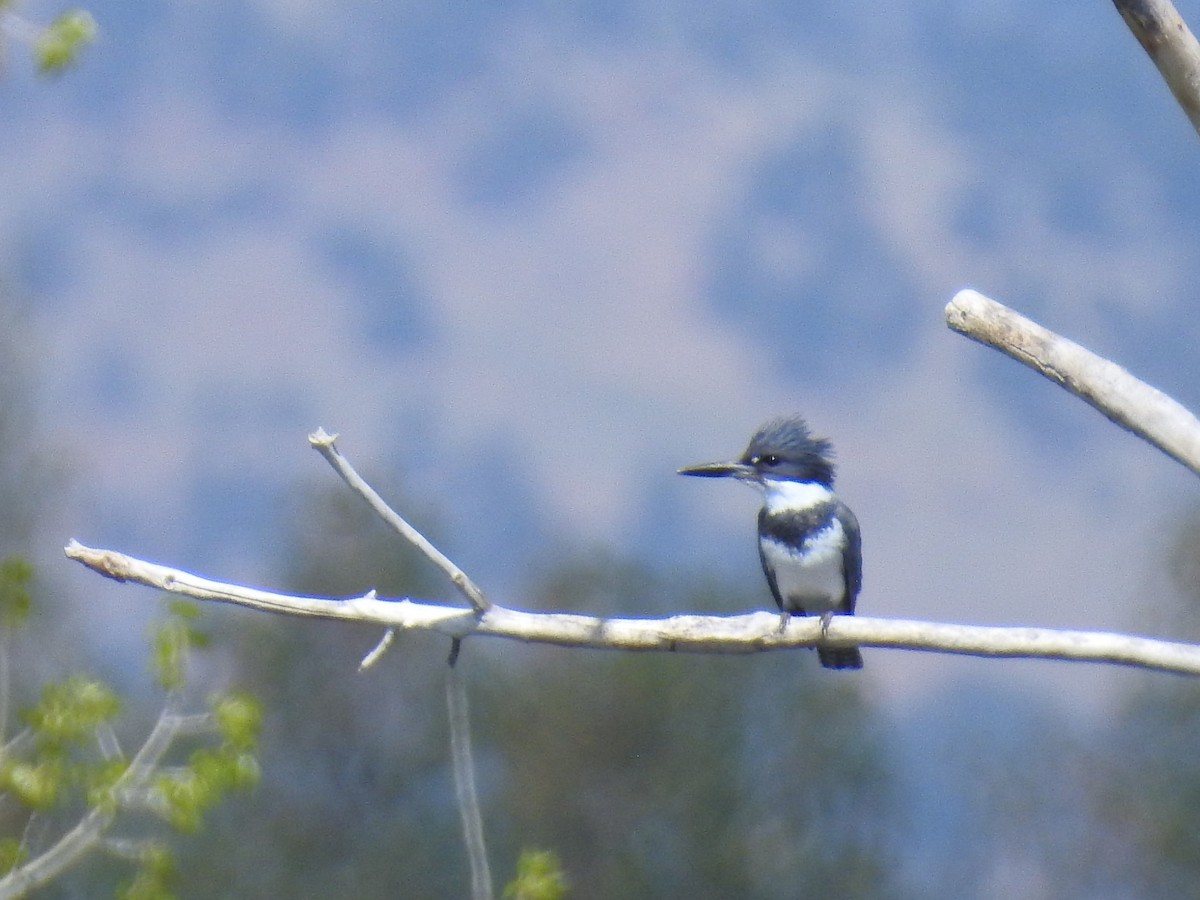 Belted Kingfisher - ML618289108