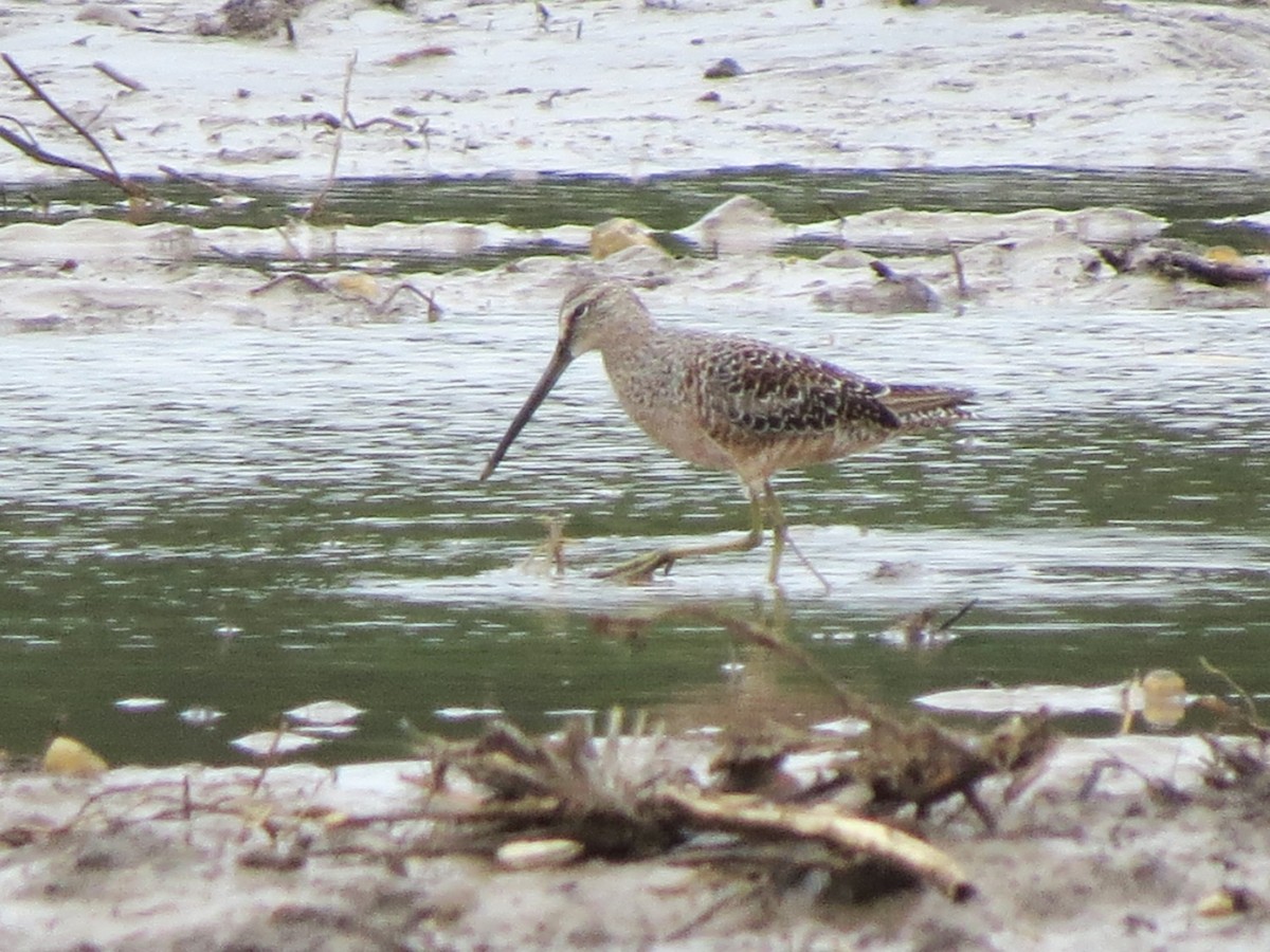 Long-billed Dowitcher - ML618289114