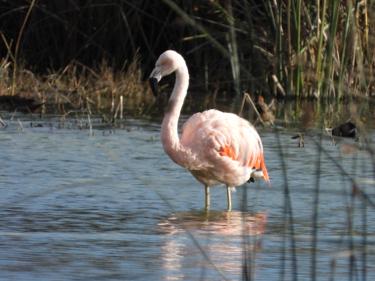 Chilean Flamingo - ML618289121