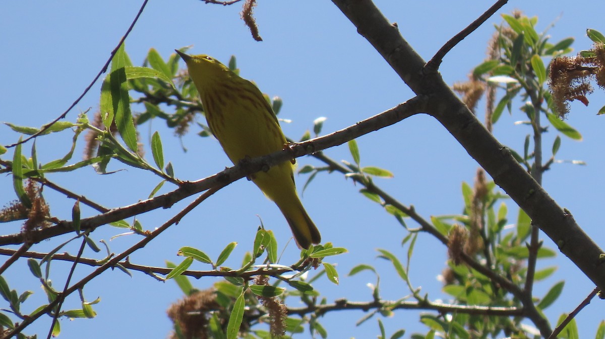 Yellow Warbler - ML618289136