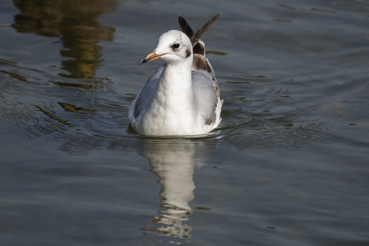 Mouette rieuse - ML618289153