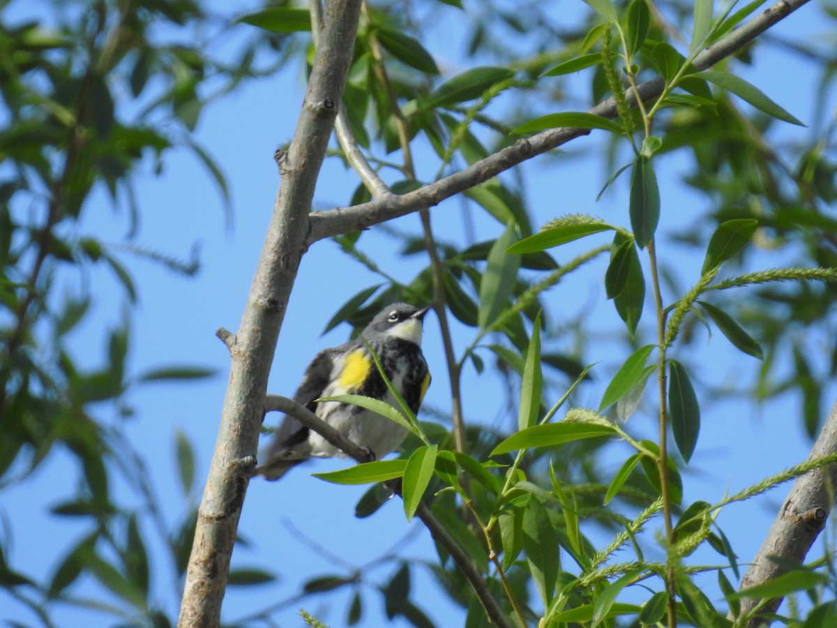 Yellow-rumped Warbler (Myrtle) - ML618289155