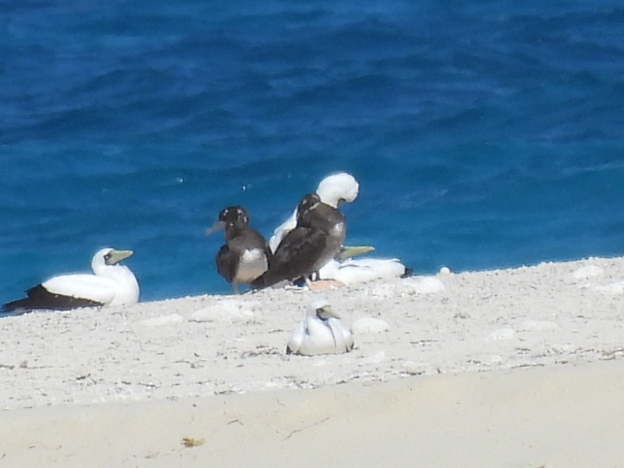 Brown Booby - ML618289180