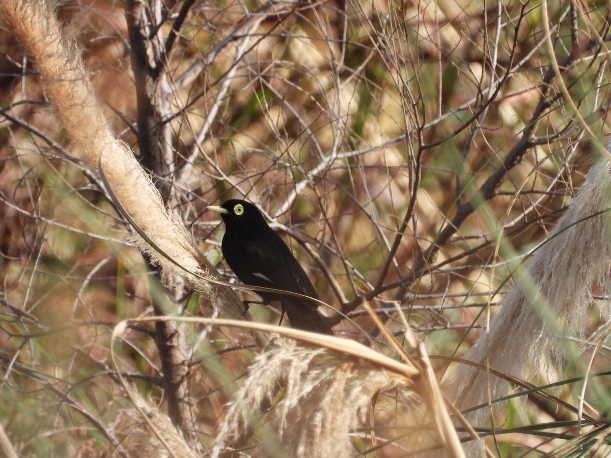 Spectacled Tyrant - ML618289193