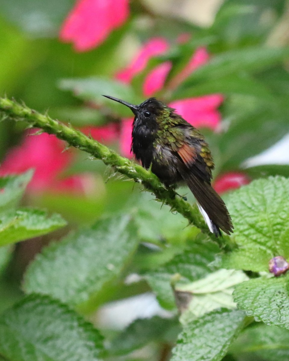 Black-bellied Hummingbird - David Rupp