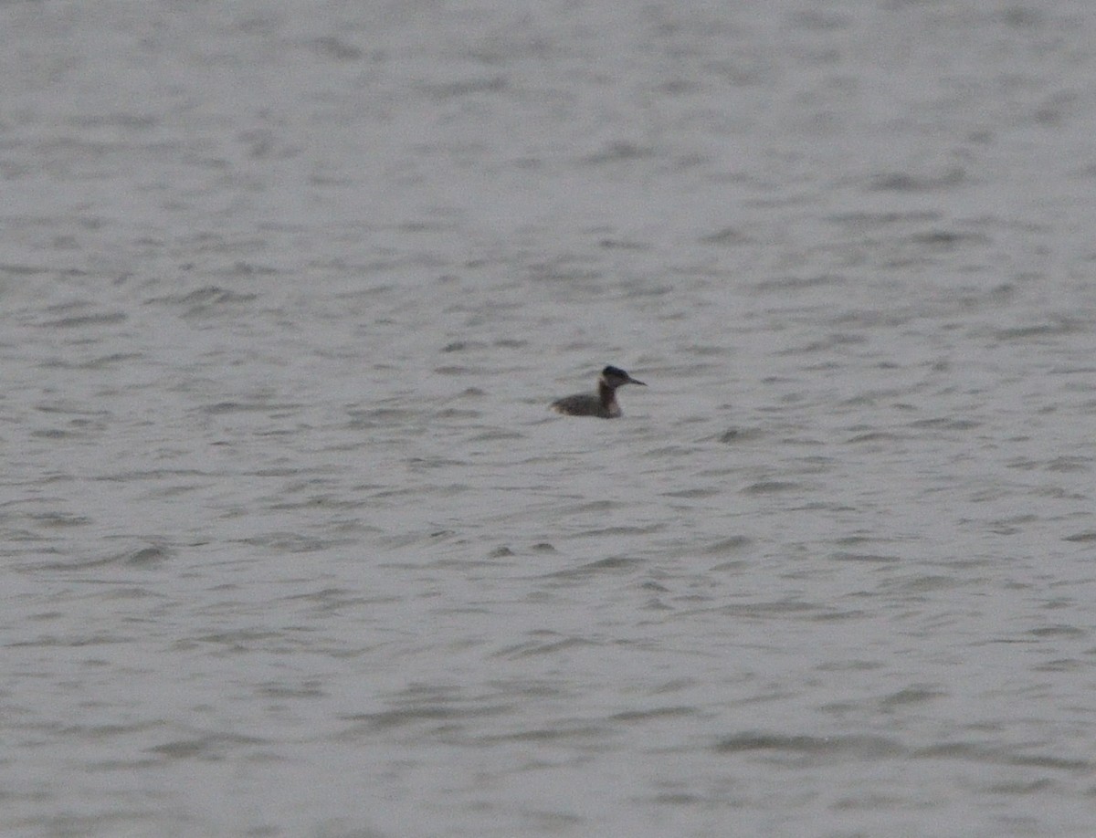 Red-necked Grebe - ML618289248