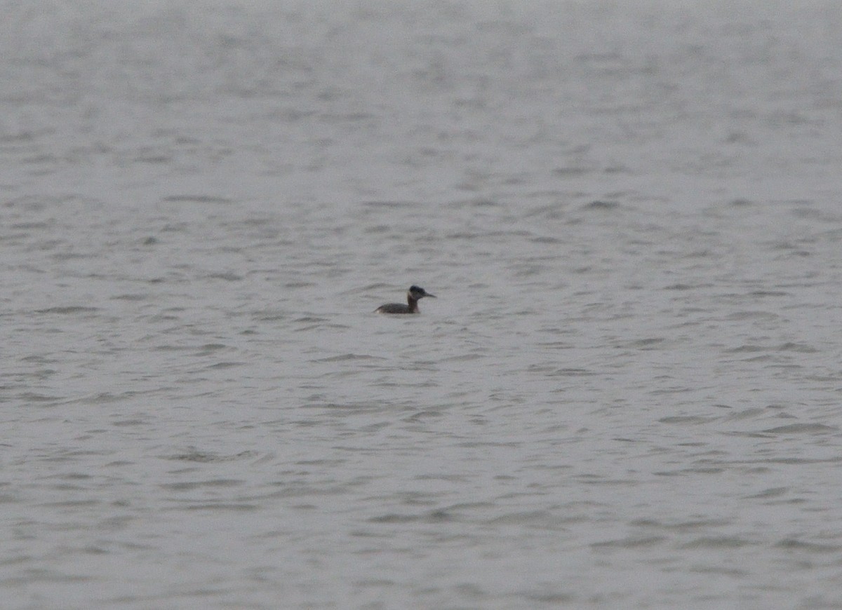 Red-necked Grebe - ML618289249