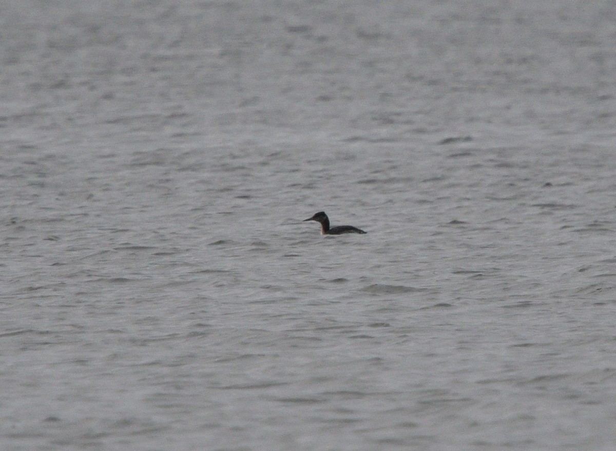 Red-necked Grebe - ML618289250