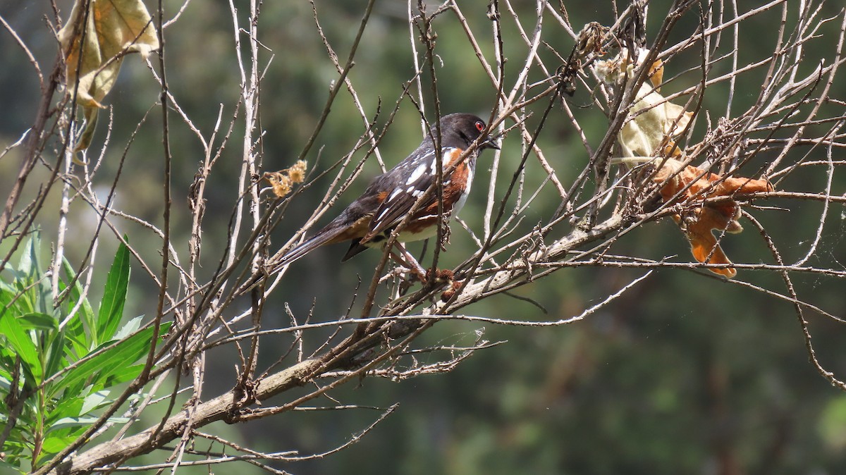 Spotted Towhee - ML618289251
