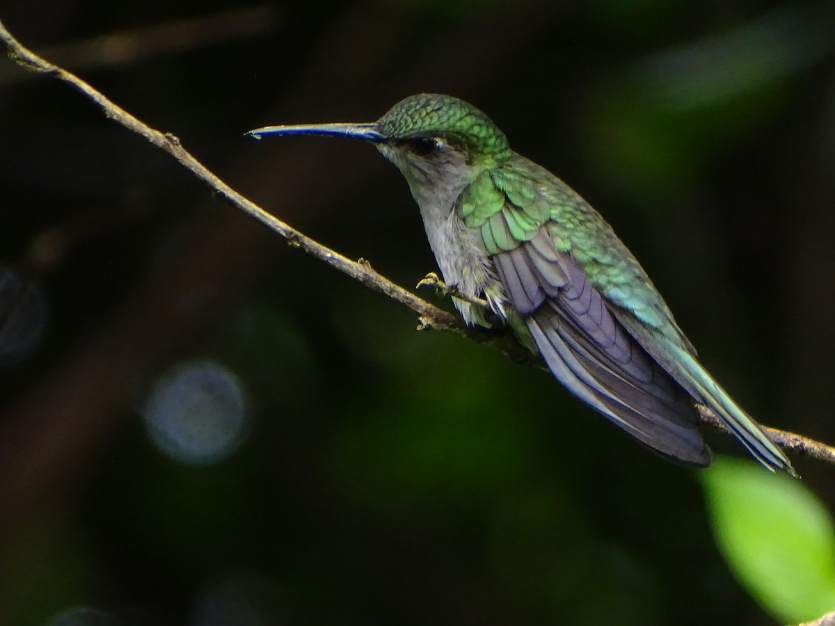 kolibřík šedoprsý - ML618289255