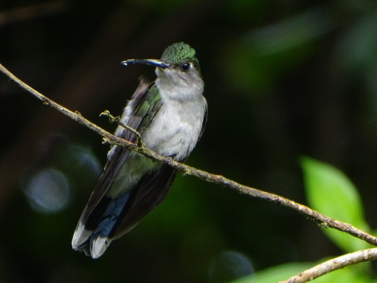 kolibřík šedoprsý - ML618289256