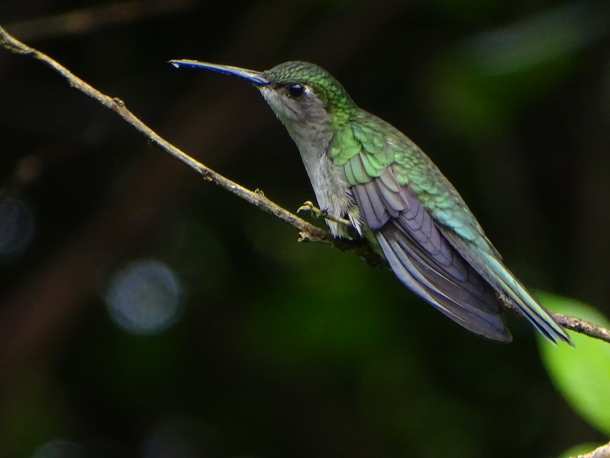kolibřík šedoprsý - ML618289257