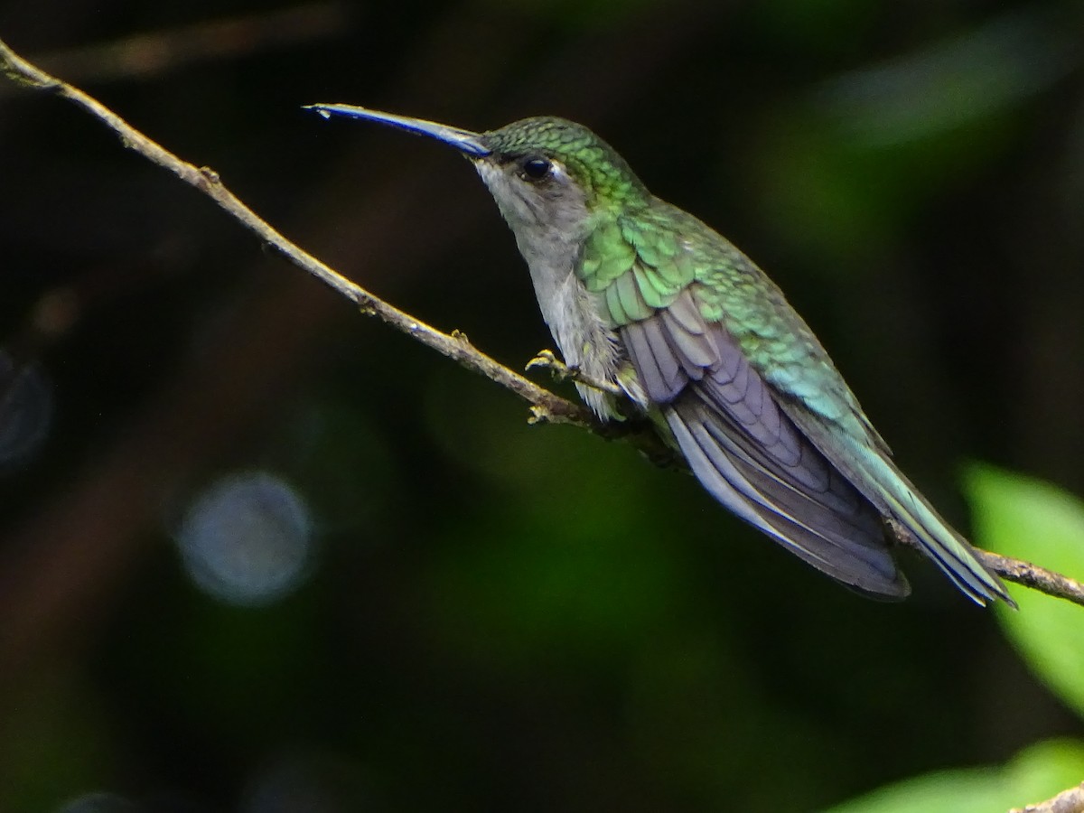 kolibřík šedoprsý - ML618289260