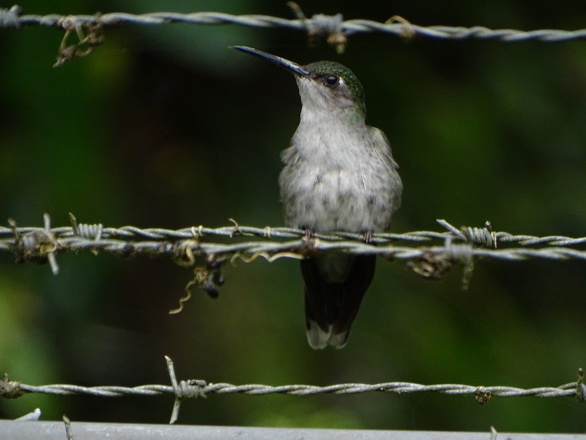 kolibřík šedoprsý - ML618289261