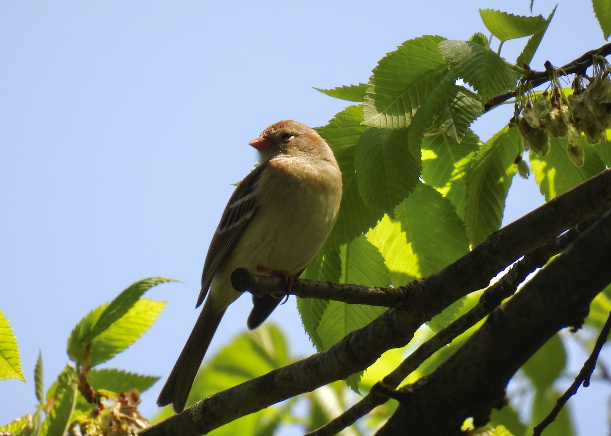 Field Sparrow - ML618289265