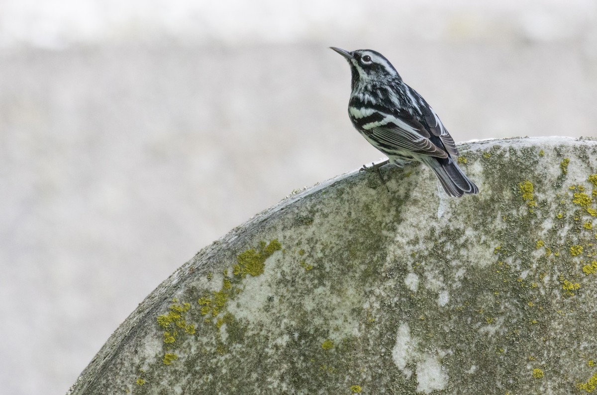 Black-and-white Warbler - ML618289339
