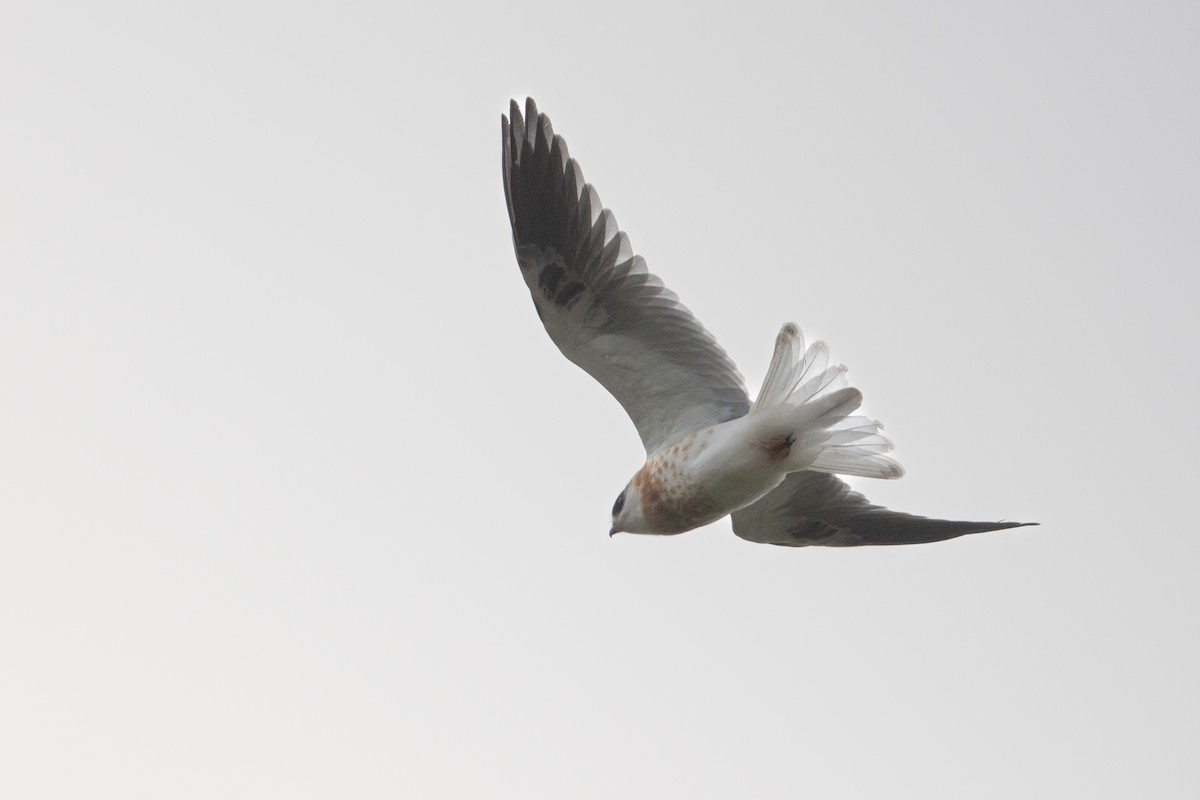 White-tailed Kite - ML618289354