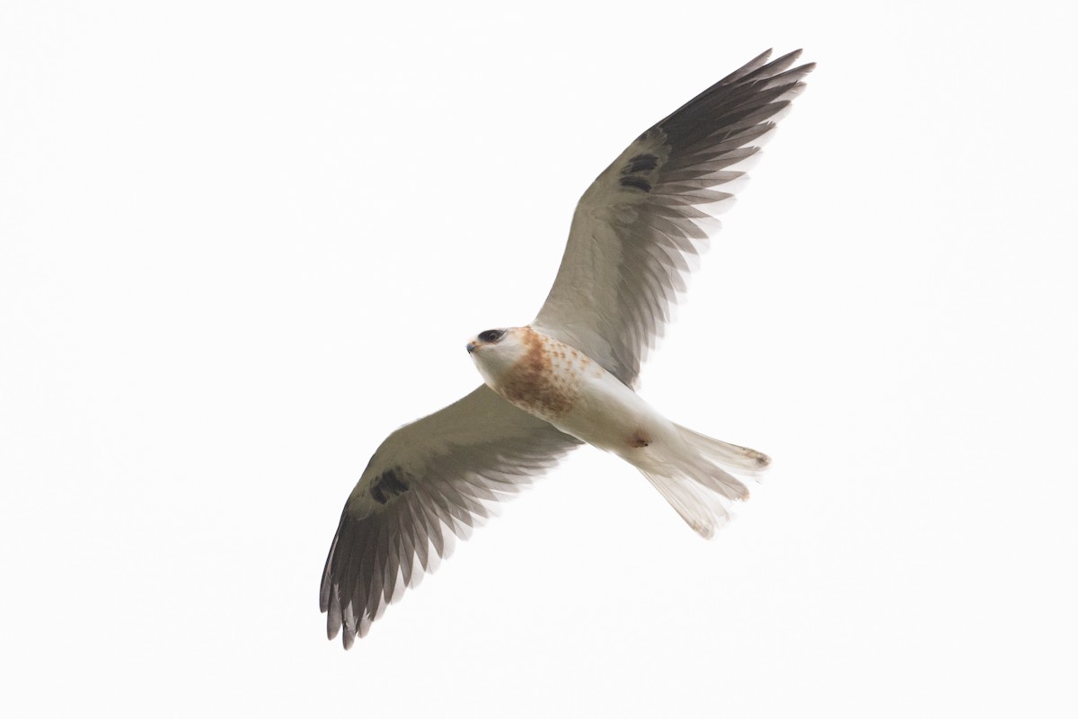 White-tailed Kite - ML618289355
