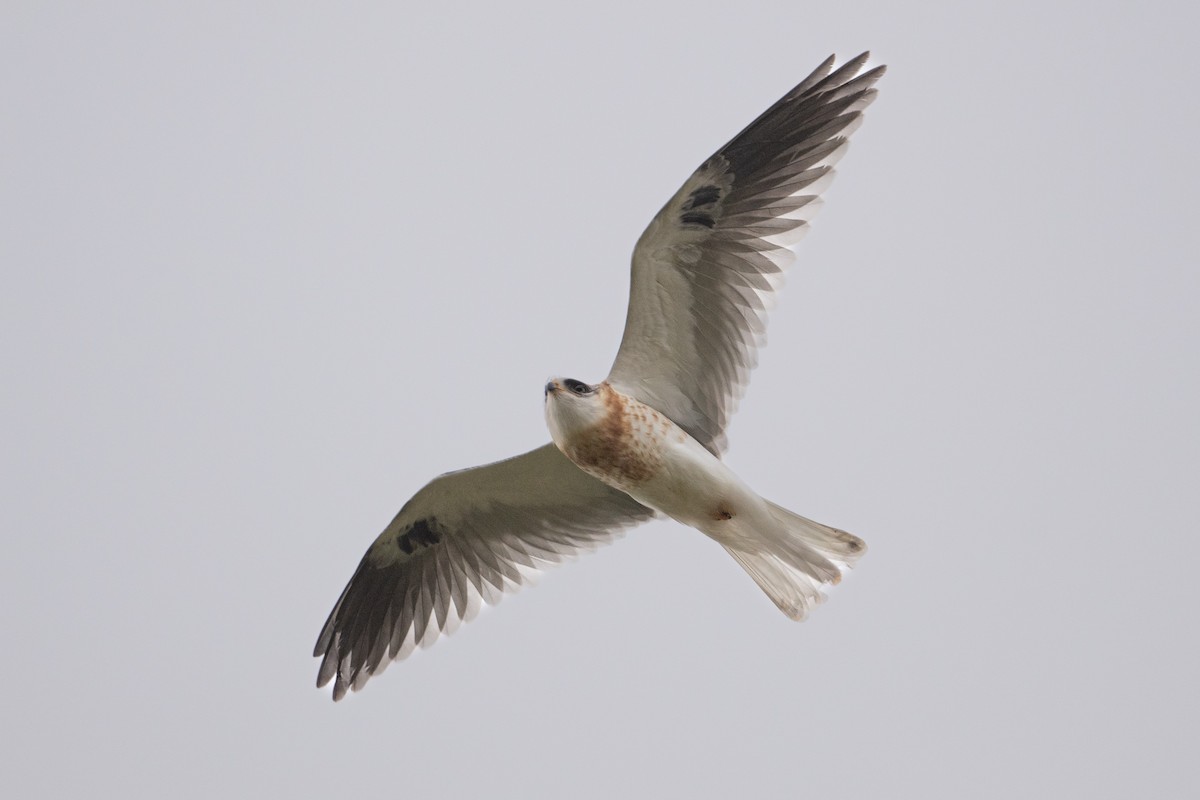 White-tailed Kite - ML618289358