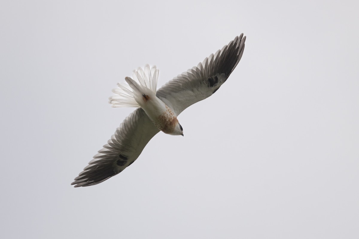 White-tailed Kite - ML618289359