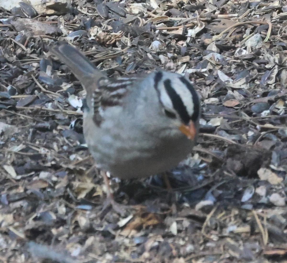 White-crowned Sparrow (Gambel's) - ML618289365