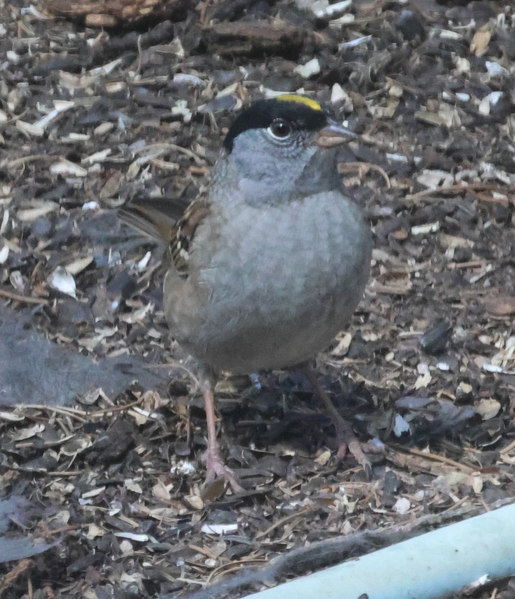 Golden-crowned Sparrow - ML618289372