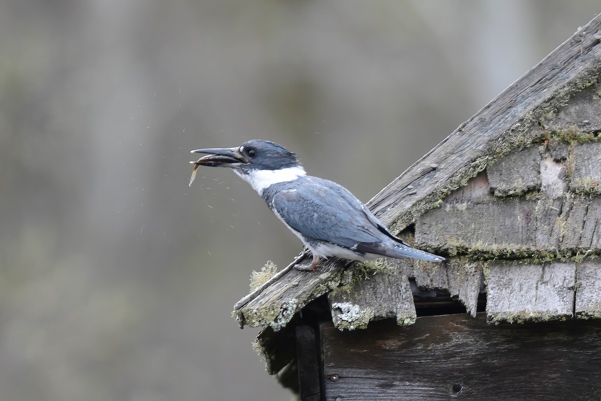 Belted Kingfisher - ML618289377