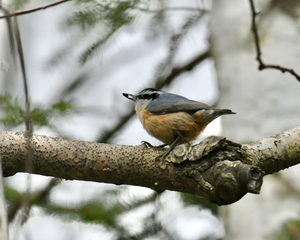 Red-breasted Nuthatch - ML618289384