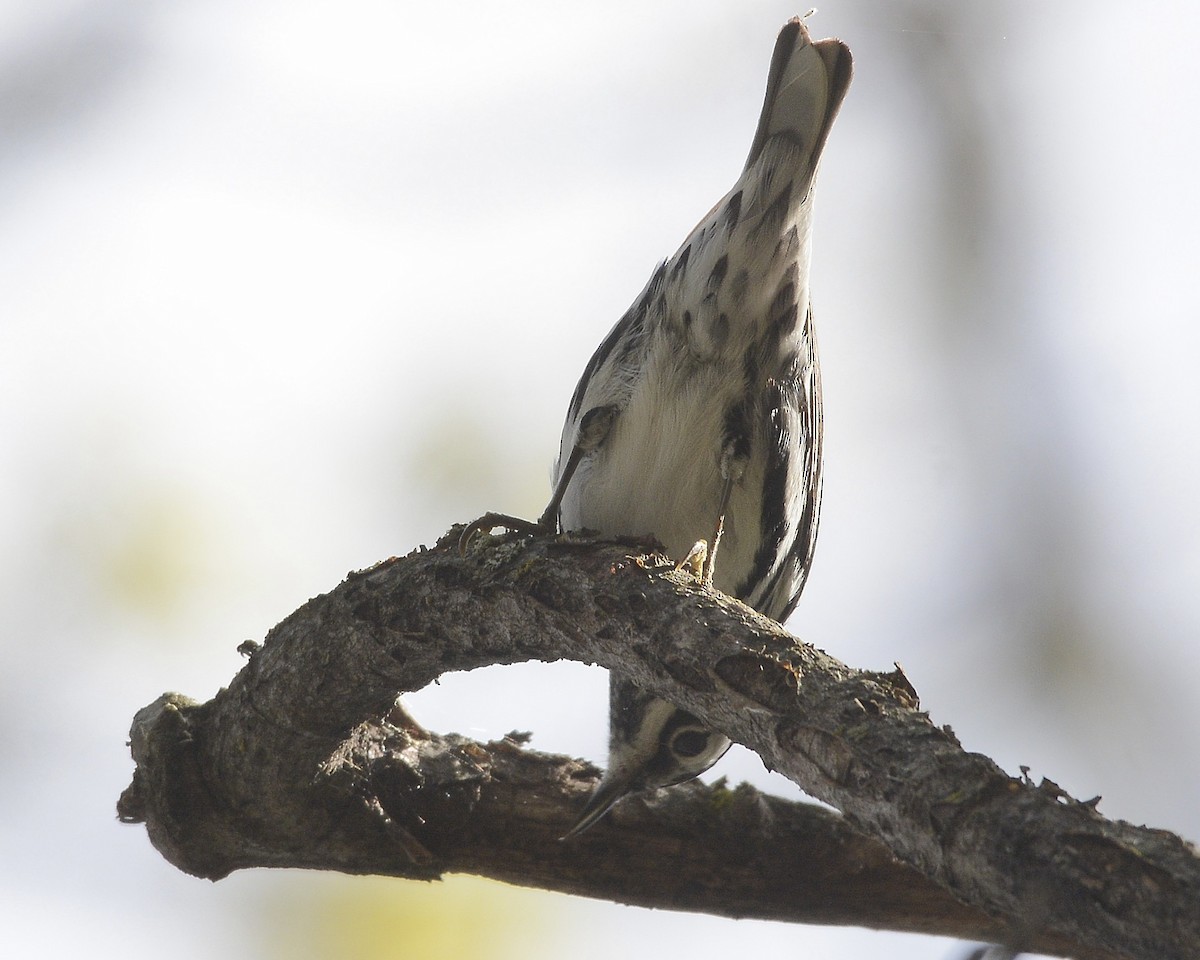 Black-and-white Warbler - ML618289387