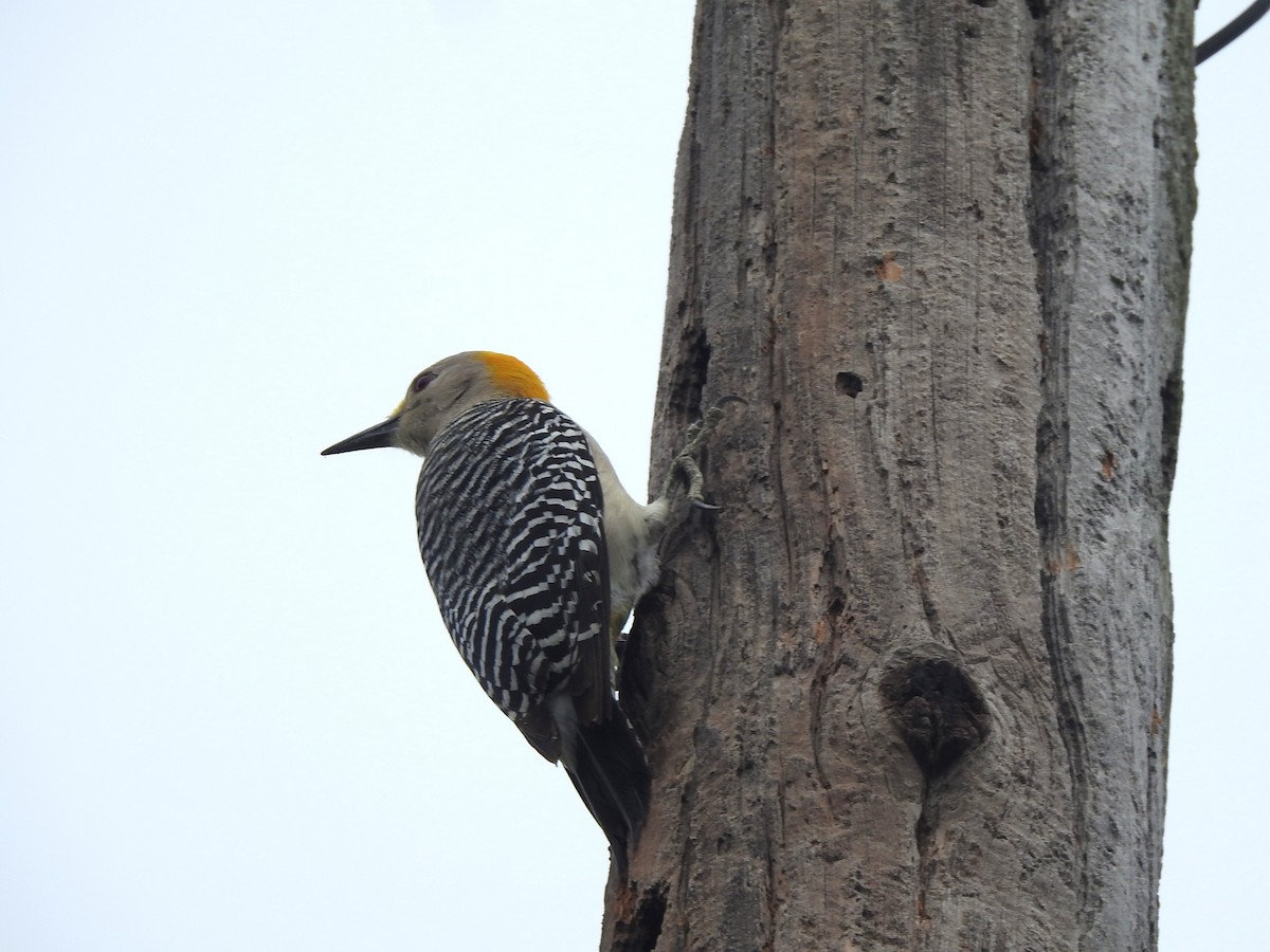 Golden-fronted Woodpecker - ML618289396