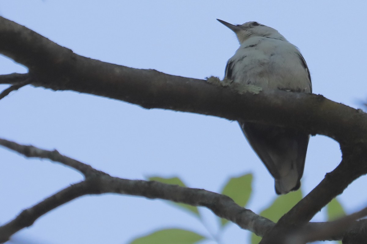 White-breasted Nuthatch - ML618289410
