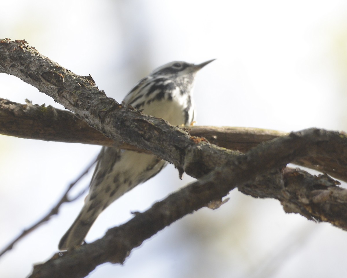 Black-and-white Warbler - ML618289414