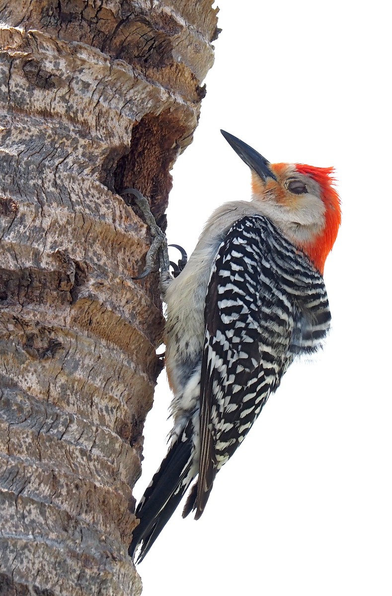 Red-bellied Woodpecker - Linda Rickerson