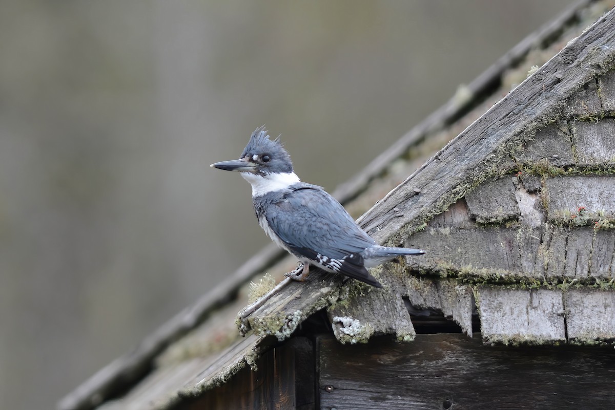 Belted Kingfisher - ML618289425
