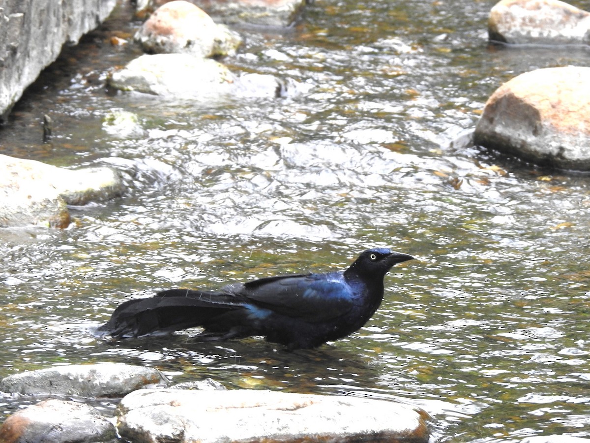 Great-tailed Grackle - T B