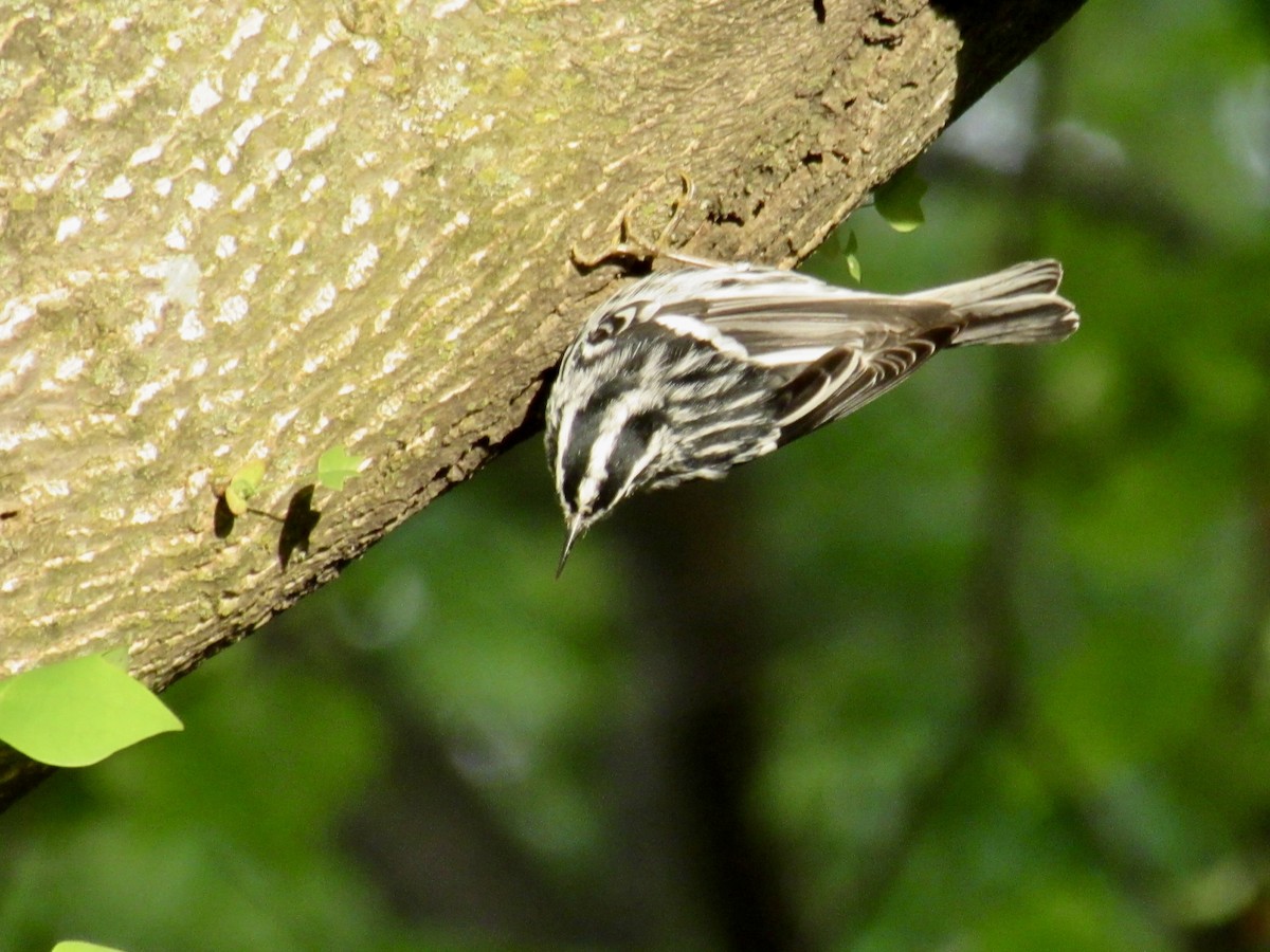 Black-and-white Warbler - ML618289446