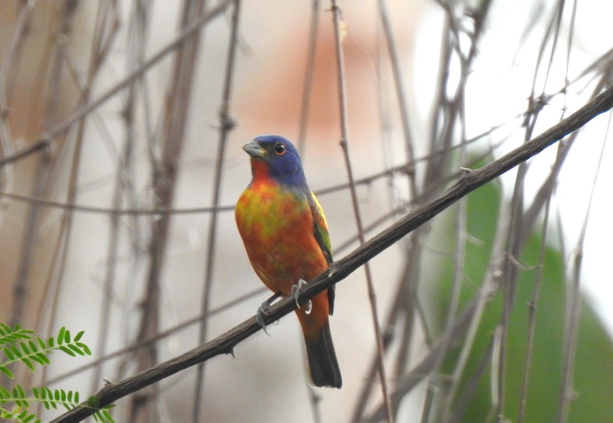 Painted Bunting - ML618289453