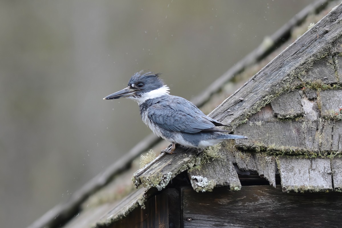 Belted Kingfisher - ML618289454