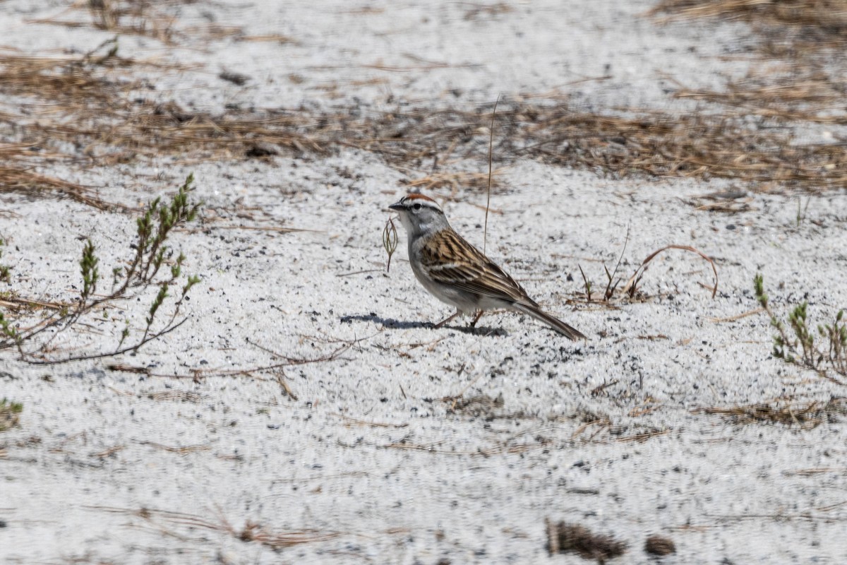 Chipping Sparrow - Alex Brent