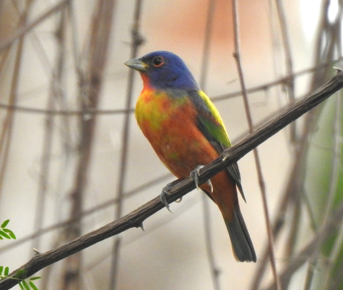 Painted Bunting - ML618289462